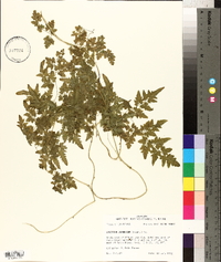 Lygodium japonicum image