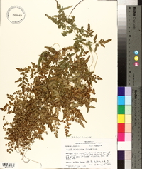 Lygodium japonicum image