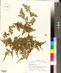 Lygodium japonicum image