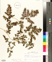 Lygodium japonicum image
