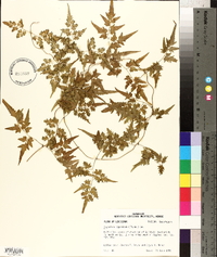 Lygodium japonicum image