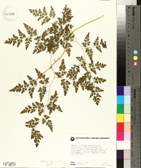 Lygodium japonicum image