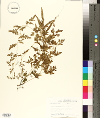 Lygodium japonicum image