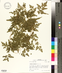 Lygodium japonicum image