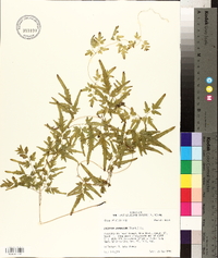 Lygodium japonicum image