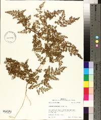 Lygodium japonicum image