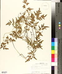Lygodium japonicum image
