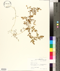 Lygodium japonicum image