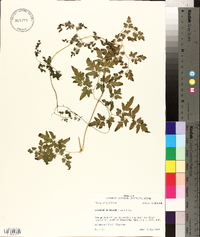 Lygodium japonicum image