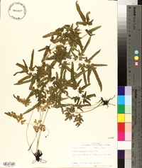 Lygodium japonicum image