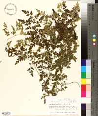 Lygodium japonicum image