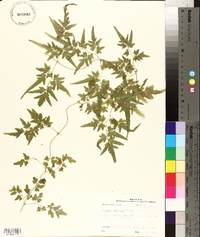 Lygodium japonicum image