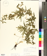 Lygodium japonicum image