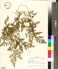 Lygodium japonicum image