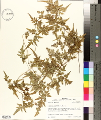 Lygodium japonicum image