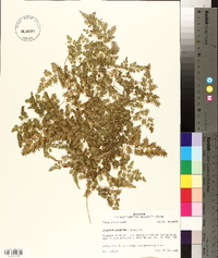 Lygodium japonicum image