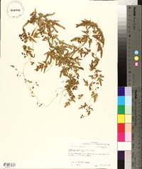 Lygodium japonicum image