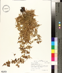 Lygodium japonicum image