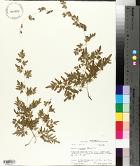 Lygodium japonicum image