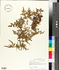 Lygodium japonicum image