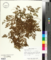 Lygodium japonicum image