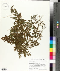 Lygodium japonicum image