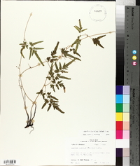 Lygodium japonicum image