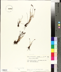 Schizaea fistulosa image