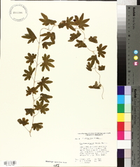 Lygodium palmatum image