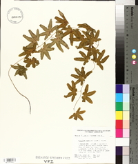 Lygodium palmatum image