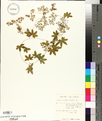 Lygodium palmatum image