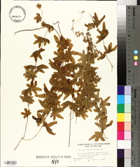 Lygodium palmatum image