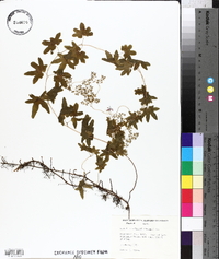 Lygodium palmatum image