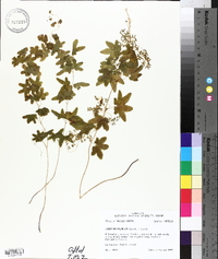 Lygodium palmatum image