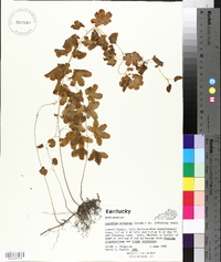 Lygodium palmatum image