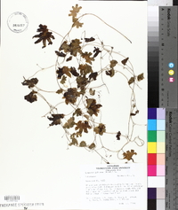 Lygodium palmatum image