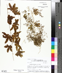 Lygodium palmatum image