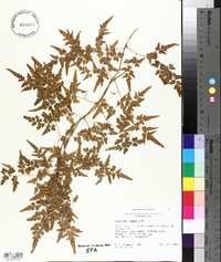 Lygodium japonicum image