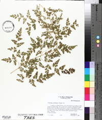 Lygodium japonicum image