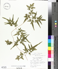 Lygodium palmatum image