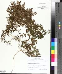 Lygodium japonicum image