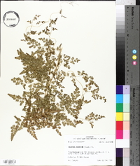 Lygodium japonicum image