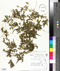 Lygodium japonicum image