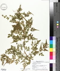 Lygodium japonicum image