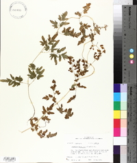 Lygodium japonicum image