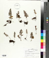 Polypodium polypodioides image