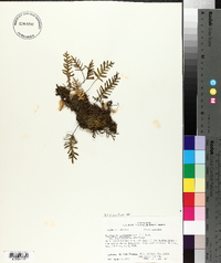 Pleopeltis polypodioides subsp. michauxiana image