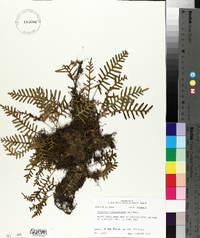 Polypodium polypodioides image