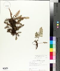 Pleopeltis polypodioides image