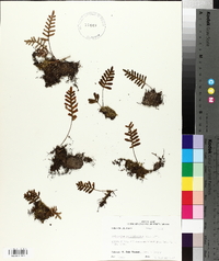 Pleopeltis polypodioides subsp. polypodioides image